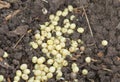 Snail eggs in soil Nature shell
