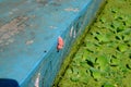 Snail eggs stuck to the pool wall Royalty Free Stock Photo