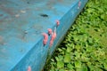 Snail eggs stuck to the pool wall Royalty Free Stock Photo