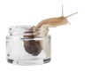 Snail in an empty jar, holding its head high, natural cosmetology concept, on a white background, isolate