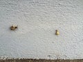 Snail encounter on a white wall Royalty Free Stock Photo