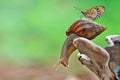 Snail end butterfly Royalty Free Stock Photo
