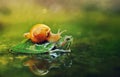 Snail end Turtle Royalty Free Stock Photo