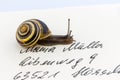 Snail on envelope Royalty Free Stock Photo