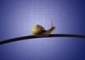 Snail on ethernet cable Royalty Free Stock Photo