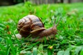 Snail explores city park, blending into natural surroundings