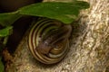 Snail eyes look at you macro view Royalty Free Stock Photo