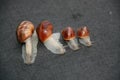 Snail family on a black background in line Royalty Free Stock Photo