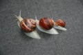 Snail family on a black background in line Royalty Free Stock Photo