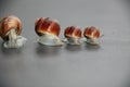 Snail family on a black background in line Royalty Free Stock Photo