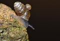 Snail Family - Macro Photography Royalty Free Stock Photo