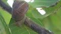 Snail farm, growing snails, snails close-up. Snail climbs on another snail shell. Organic molluscs growth for french