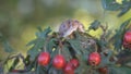 Snail farm, growing snails, snails close-up. Snail climbs on another snail shell slow motion.