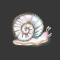 Snail fashion pearl color cosmetics mucin cream print beauty