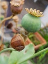 Snail feasting on a poppy flower seedpod