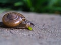 Snail Feeding