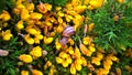 Snail feeding on yellow flowers
