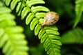 Snail on fern Royalty Free Stock Photo