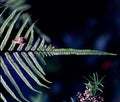 snail on fern leaf Royalty Free Stock Photo