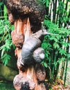 A snail figure statue on a tree