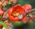 Snail and flower