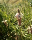 Snail on the flowering plantain Royalty Free Stock Photo