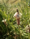 Snail on the flowering plantain