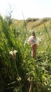 Snail on the flowering plantain