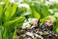 Snail in the flowering ramson wild leek or wild garlic, closeup