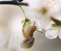 Snail on the flowering tree