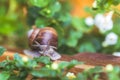 Snail between flowers and leaves in the own garden, close up