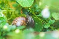 Snail between flowers and leaves in the own garden, close up