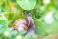 Snail between flowers and leaves in the own garden, close up