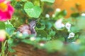 Snail between flowers and leaves in the own garden, close up