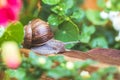 Snail between flowers and leaves in the own garden, close up