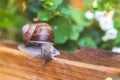 Snail between flowers and leaves in the own garden, close up