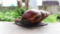 Snail focus view