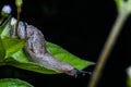 Snail in the forest