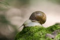 Snail on forest moss Royalty Free Stock Photo