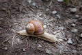 Snail in the forest moving on the ground