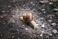 Snail in the forest moving on the ground