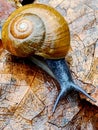 Snail forest nature art abstract Scenic Royalty Free Stock Photo