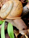 Snail forest nature art abstract Scenic Royalty Free Stock Photo