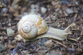 Snail in the forest after the rain Royalty Free Stock Photo