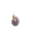 Snail, forest shell, realistic style. Watercolor illustration, handmade.