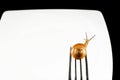 Snail on a fork against a white plate Royalty Free Stock Photo