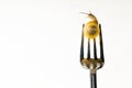 Snail on a fork on a white isolated background Royalty Free Stock Photo