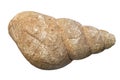 Snail Fossil With White Background Royalty Free Stock Photo