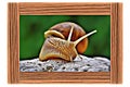 Snail, with a frame - Original Digital Art Painting