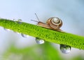 Snail on fresh green spring grass with dew drops Royalty Free Stock Photo